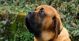Bullmastiff : caractère, origine et principaux problèmes de santé de cette race de chien