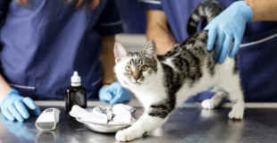 Castration du chat et stérilisation de la chatte : pourquoi, risques et prix