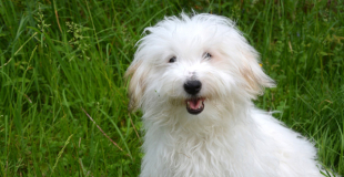 Coton de Tulear : caractère, origine et principaux problèmes de santé de cette race