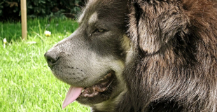 Dogue du Tibet : caractère, origine et principaux problèmes de santé de cette race