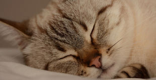 Faire euthanasier son chat : pourquoi, quand, comment ?