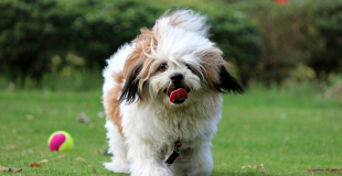 Lhassa Apso : caractère, origine et principaux problèmes de santé de cette race