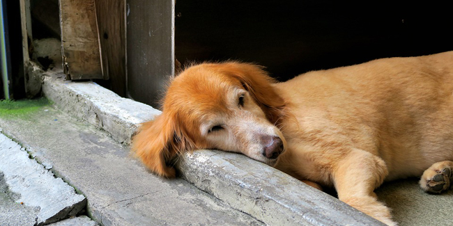 La pancréatite chez chien symptômes, traitement et prévention