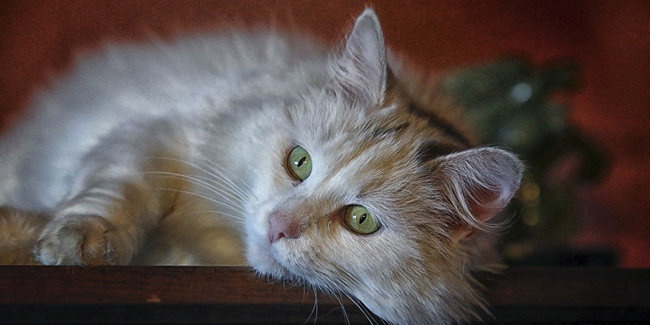Les Puces Du Chat Quels Risques Comment S En Debarrasser
