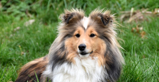 Shetland : caractère, origine et principaux problèmes de santé de cette race de chien