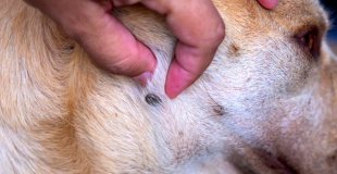 La piroplasmose chez le chien : symptômes, traitement et prévention