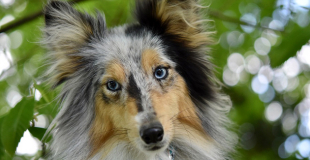 Comment transmettre le contrat d’assurance de son animal de compagnie ?