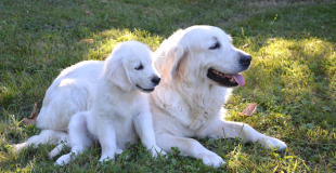 Quand et comment vermifuger son chien et son chiot ?