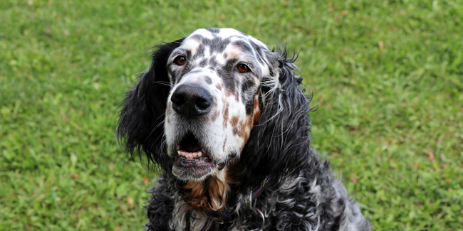 Setter Anglais : caractère, origine et principaux problèmes de santé de cette race de chien