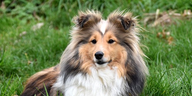 Le Shetland : caractère, origine et principaux problèmes de santé de cette race de chien