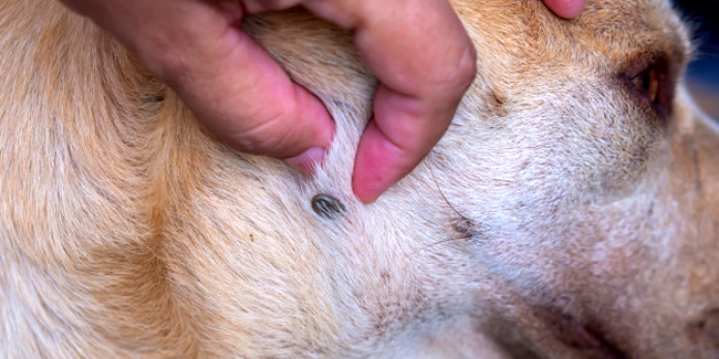 La piroplasmose chez le chien : symptômes, traitement et prévention