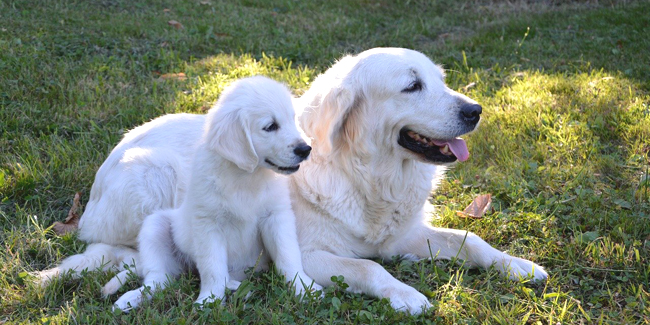 Quand et comment vermifuger son chien et son chiot ?