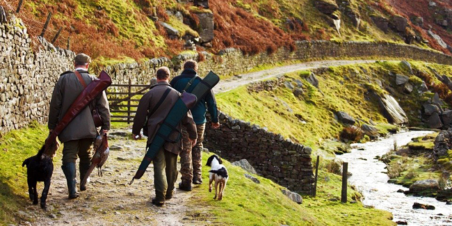 Assurance pour chien de chasse