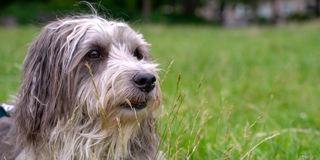 Assurance animaux pas chère (chien / chat) : comment la trouver ?