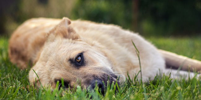 La diarrhée chez le chien : pourquoi, traitement et prévention
