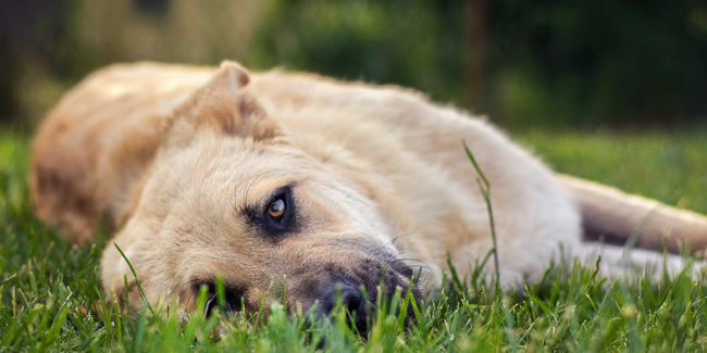 Diarrhée chez le chien : comment les éviter et les soigner ?