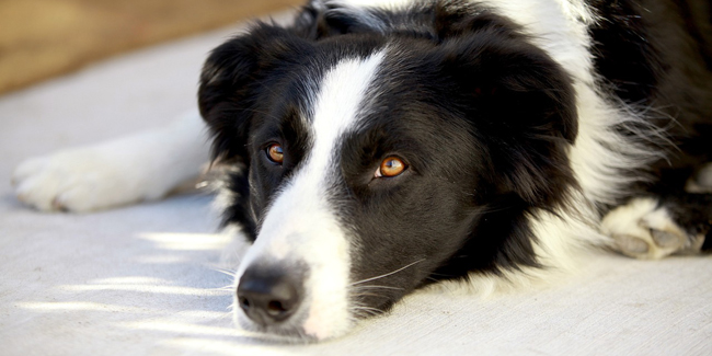 L'ehrlichiose chez le chien : symptômes, traitement et prévention