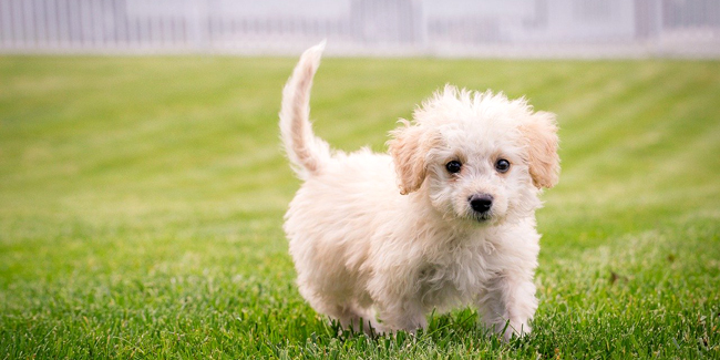 La meilleure assurance pour animaux, chien ou chat en 2024