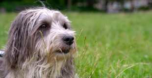 Assurance animaux pas chère (chien / chat) : comment la trouver ?