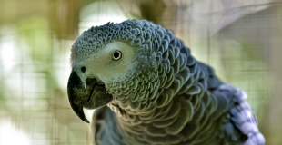 Assurance Perroquet : prix et devis d'une mutuelle santé