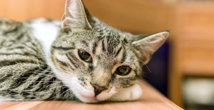 Quels sont les principaux cancers du chat ?
