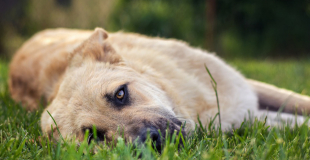 La diarrhée chez le chien : pourquoi, traitement et prévention