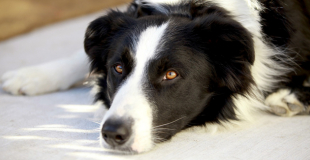L'ehrlichiose chez le chien : symptômes, traitement et prévention