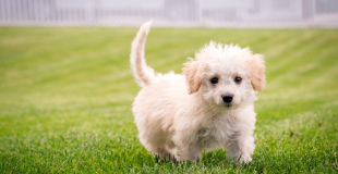 Quelle est la meilleure assurance animaux, chien ou chat en 2025 ?
