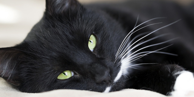 Le Lymphome Felin Cancer Du Chat Symptomes Traitement Et Prevention