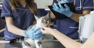 Comment payer moins de frais vétérinaires pour son animal (chien / chat) ?