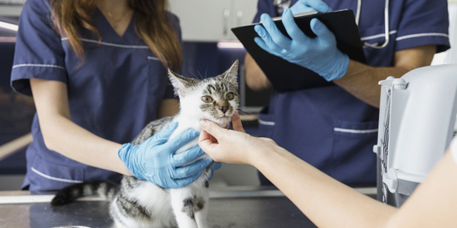 Comment payer moins de frais vétérinaires pour son animal (chien / chat) ?