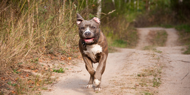 Quelle assurance pour un chien catégorie 1 et chien dangereux ?