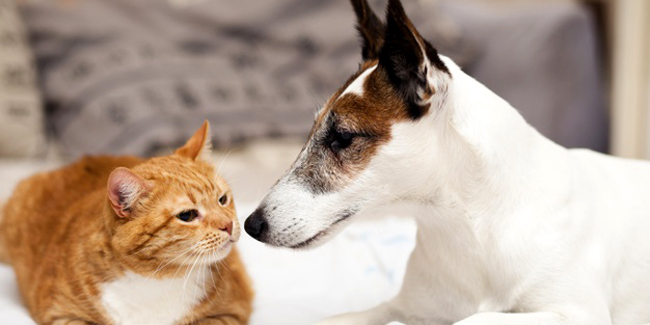 Assurance chien ou chat sans avance de frais : simulation et devis