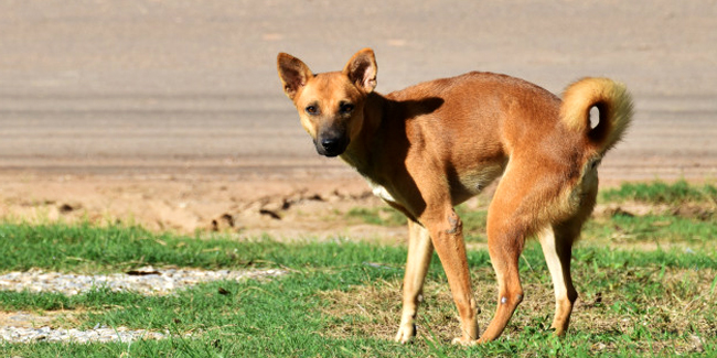 La diarrhée chez le chien : causes, symptômes, traitement et prévention