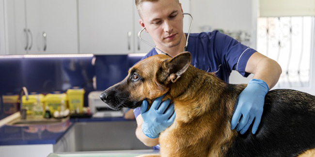 Frais vétérinaires de routine du chien : quels sont-ils ? Quel coût ?