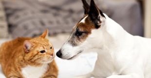 Assurance chien ou chat sans avance de frais : simulation et devis