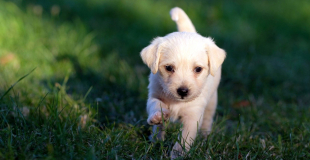 Devis assurance animaux (chien, chat) : quels points vérifier ?