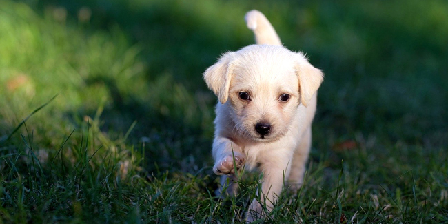 Devis Assurance Animaux Chien Chat Quels Points Verifier
