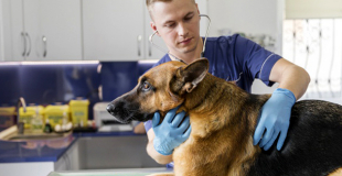 Frais vétérinaires de routine du chien : quels sont-ils ? Quel coût ?