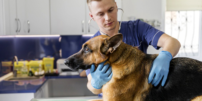 Frais vétérinaires de routine du chien quels sontils