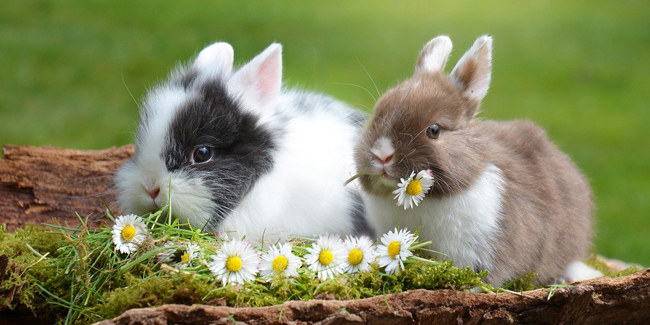 Assurance Lapin de Compagnie : prix et devis d'une mutuelle santé