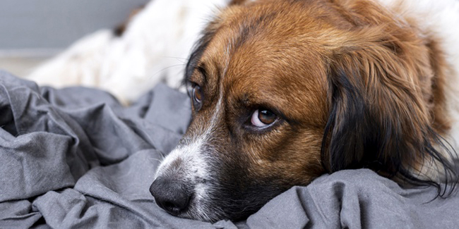 Le lymphome chez le chien : symptômes, traitement et prévention