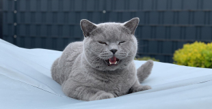 Mon chat miaule tout le temps, est-il malade ?