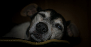 Démodécie chez le chien : symptômes, traitement et prévention