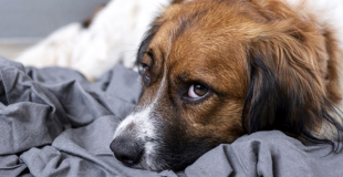 Le lymphome chez le chien : symptômes, traitement et prévention