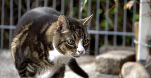 La myopathie chez le chat : symptômes, traitement et prévention