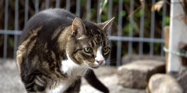 La Piroplasmose Chez Le Chat Symptomes Traitement Et Prevention