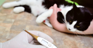 Comment prendre la température de son chat ?