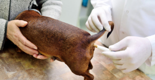 Comment prendre la température de son chien ?