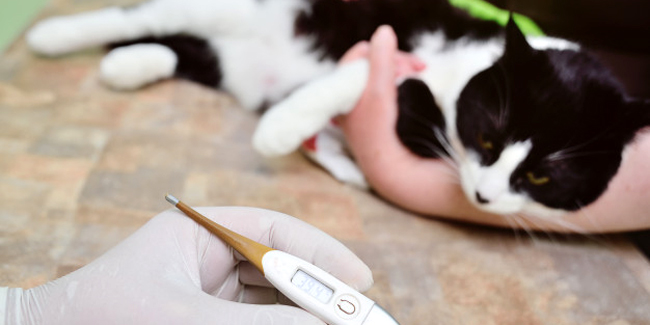 Thermomètre pour animaux Vet équipement vétérinaire Vet